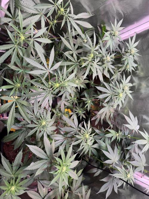 Barneys Farm Candy 🍭. Week 9