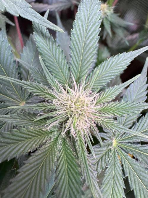 Barneys Farm Candy 🍭. Week 9