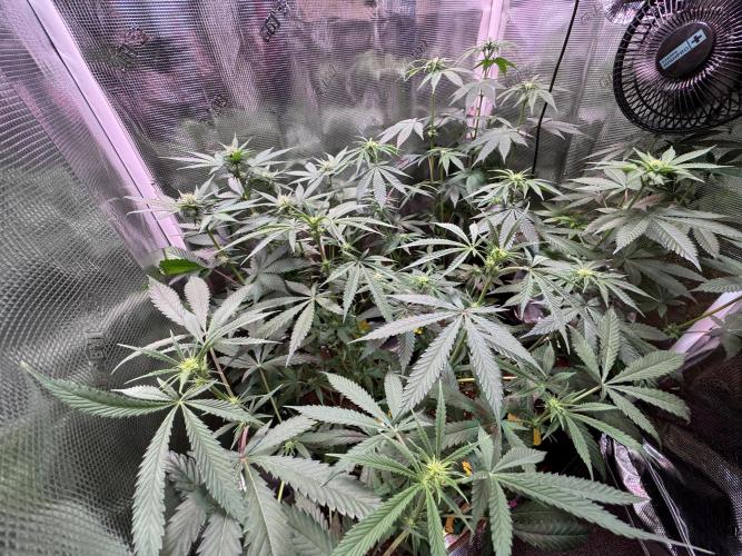 Barneys Farm Candy 🍭. Week 9