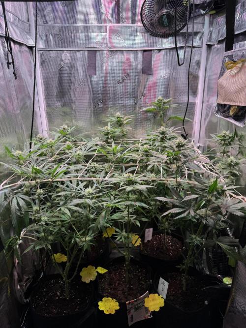 Barneys Farm Candy 🍭. Week 11