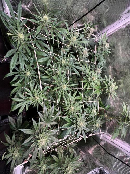 Barneys Farm Candy 🍭. Week 11