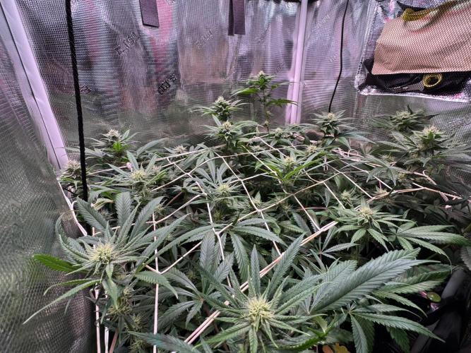 Barneys Farm Candy 🍭. Week 11