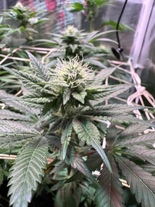 Barneys Farm Candy 🍭. Week 11