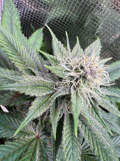 Barneys Farm Candy 🍭. Week 11