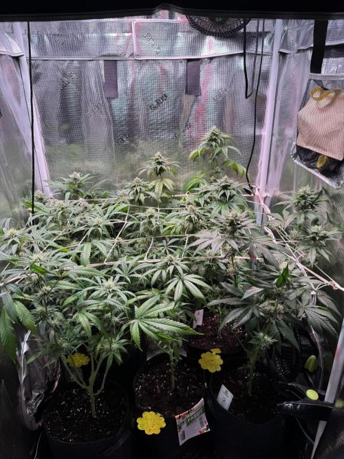 Barneys Farm Candy 🍭. Week 12