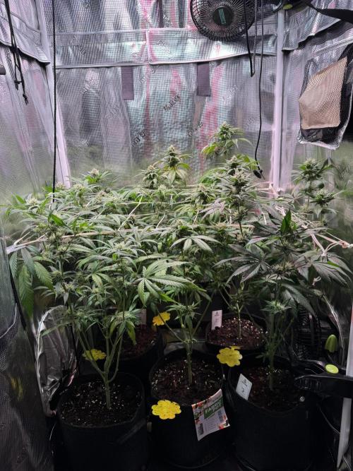 Barneys Farm Candy 🍭. Week 12