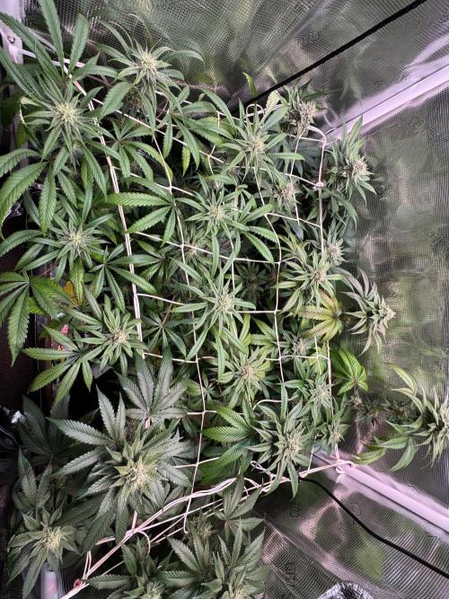 Barneys Farm Candy 🍭. Week 12