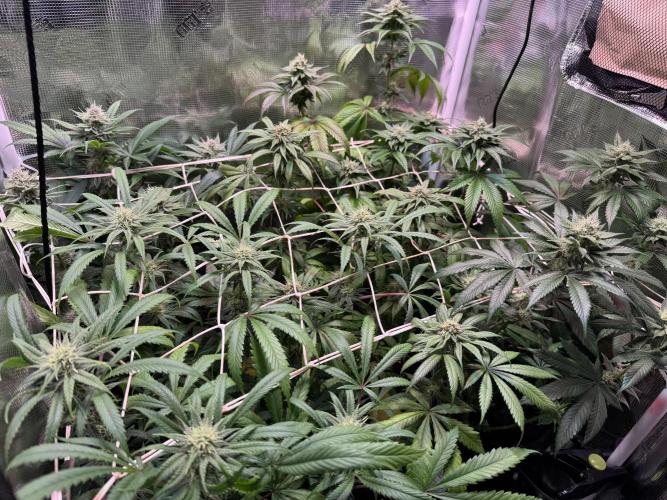 Barneys Farm Candy 🍭. Week 12