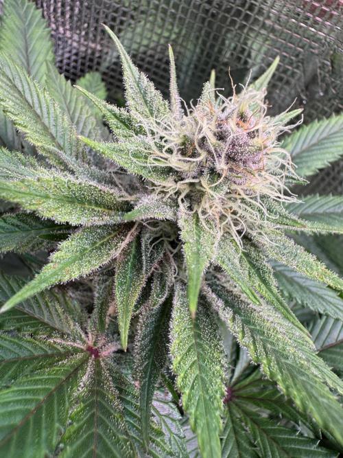 Barneys Farm Candy 🍭. Week 12