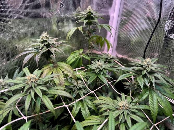 Barneys Farm Candy 🍭. Week 12