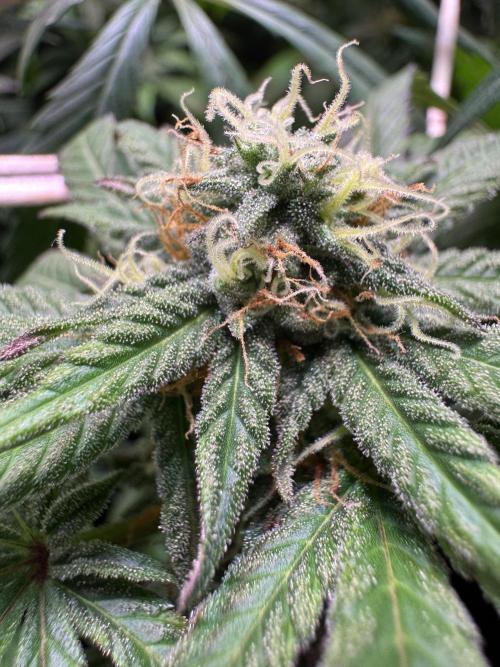 Barneys Farm Candy 🍭. Week 12