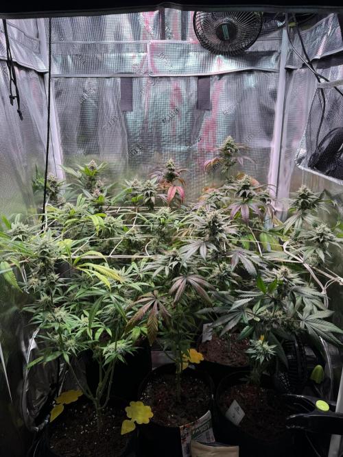 Barneys Farm Candy 🍭. Week 13