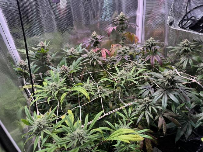 Barneys Farm Candy 🍭. Week 13