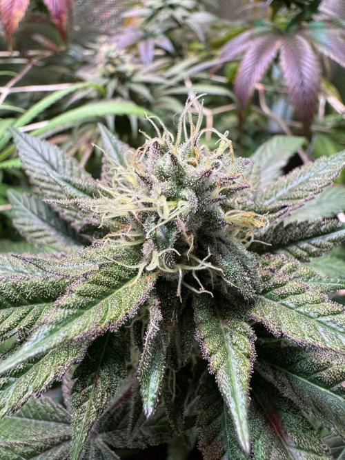 Barneys Farm Candy 🍭. Week 13