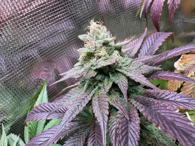 Barneys Farm Candy 🍭. Week 13