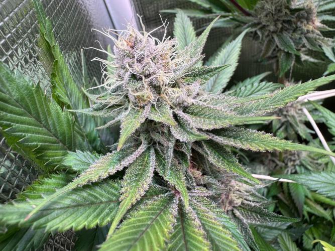 Barneys Farm Candy 🍭. Week 13