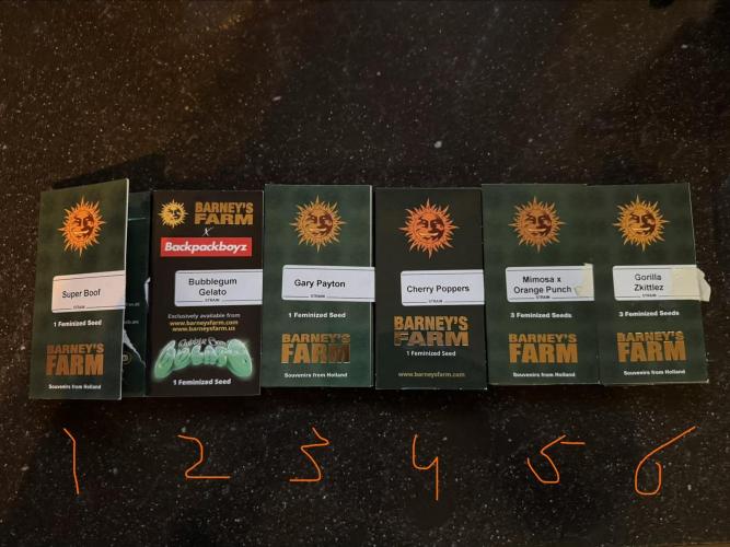 Barneys Farm candy 🍬. Week 0