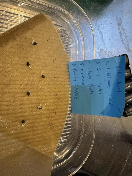 Barneys Farm candy 🍬. Week 0