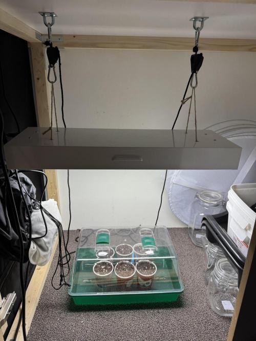 Barneys Farm candy 🍬. Week 0