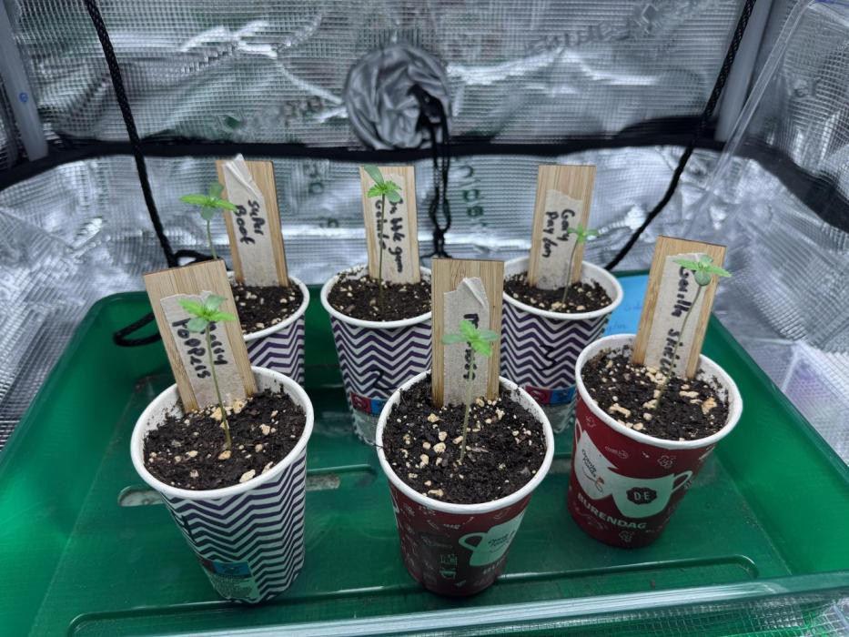 Barneys Farm candy 🍬. Week 1