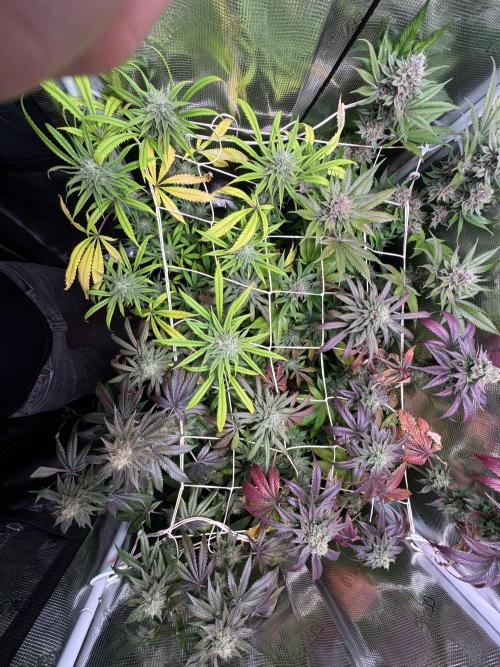 Barneys Farm Candy 🍭. Week 14