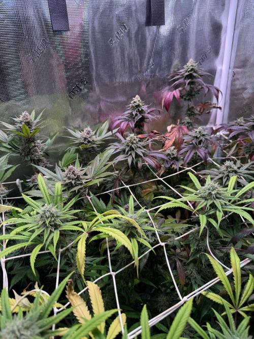 Barneys Farm Candy 🍭. Week 14