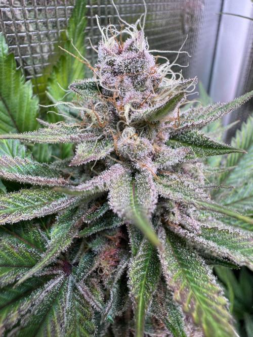 Barneys Farm Candy 🍭. Week 14