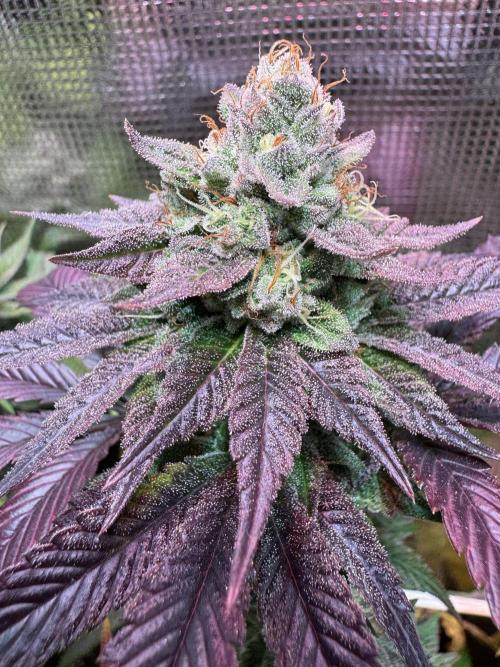 Barneys Farm Candy 🍭. Week 14