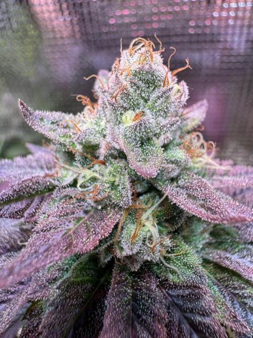 Barneys Farm Candy 🍭. Week 14