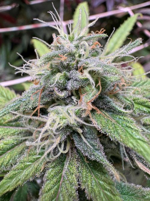 Barneys Farm Candy 🍭. Week 14