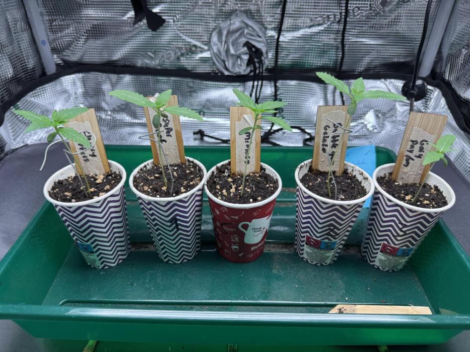 Barneys Farm candy 🍬. Week 2