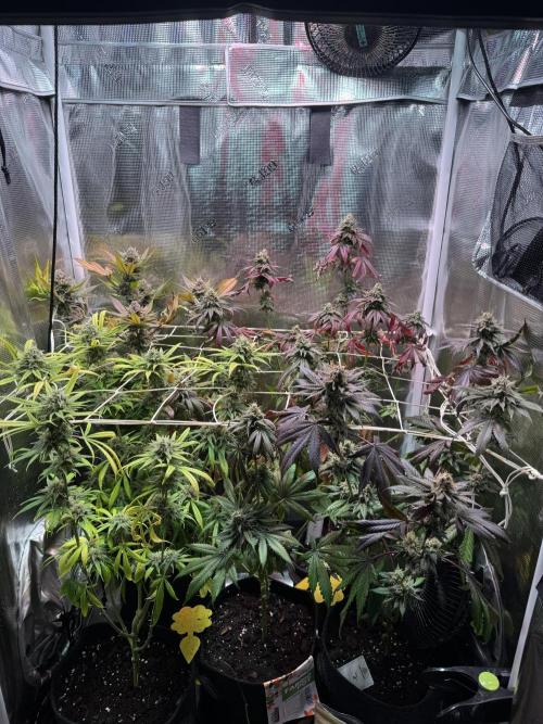 Barneys Farm Candy 🍭. Week 15