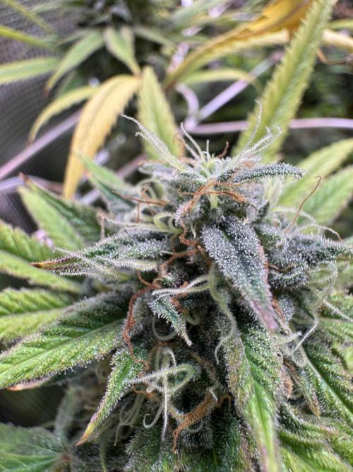 Barneys Farm Candy 🍭. Week 15