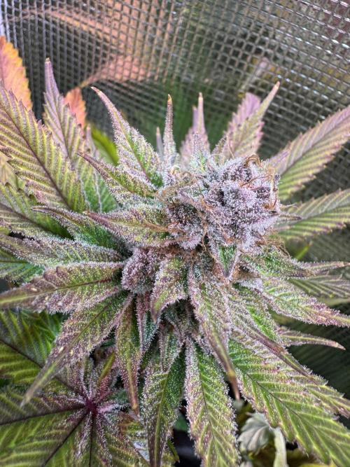 Barneys Farm Candy 🍭. Week 15