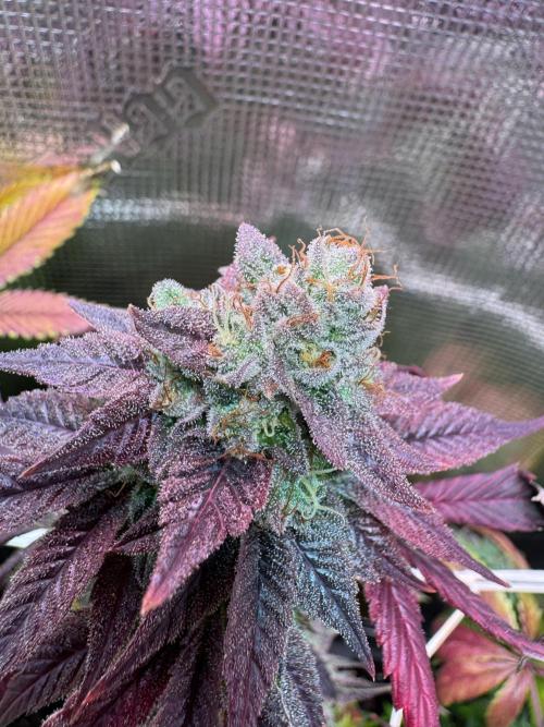 Barneys Farm Candy 🍭. Week 15