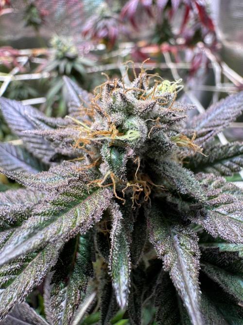 Barneys Farm Candy 🍭. Week 15