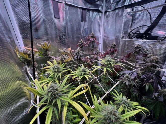 Barneys Farm Candy 🍭. Week 15