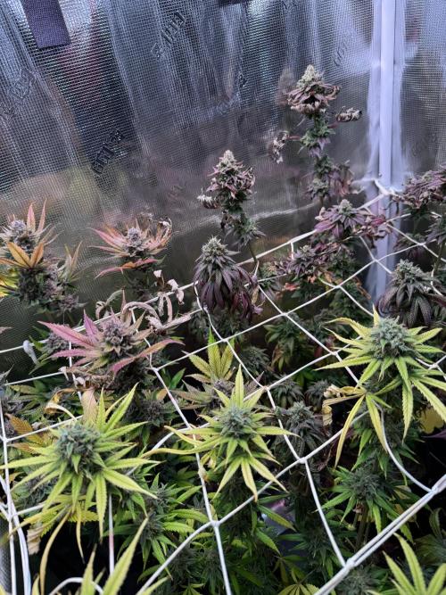 Barneys Farm Candy 🍭. Week 16