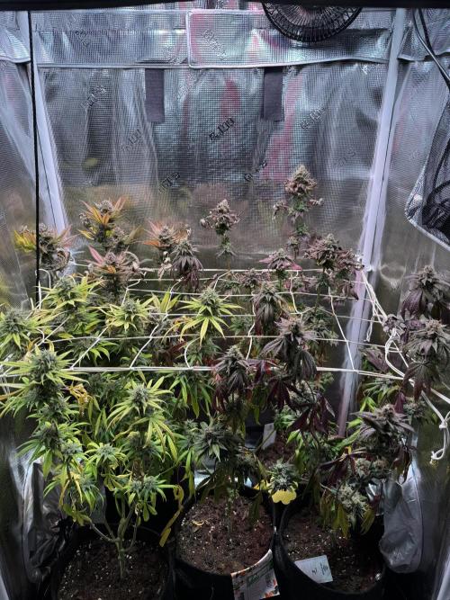 Barneys Farm Candy 🍭. Week 16