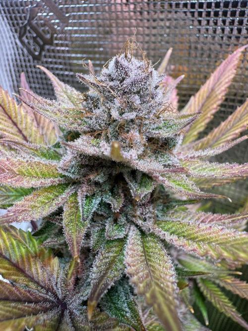 Barneys Farm Candy 🍭. Week 16