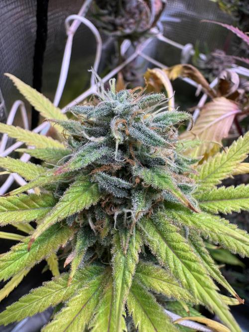 Barneys Farm Candy 🍭. Week 16