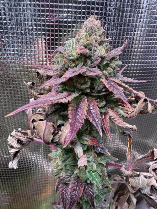 Barneys Farm Candy 🍭. Week 16