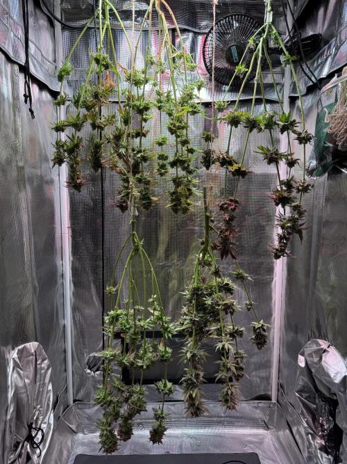 Barneys Farm Candy 🍭. Week 16