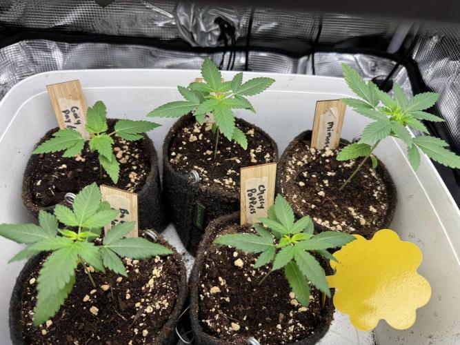 Barneys Farm candy 🍬. Week 3