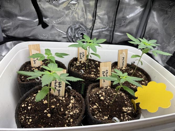 Barneys Farm candy 🍬. Week 3