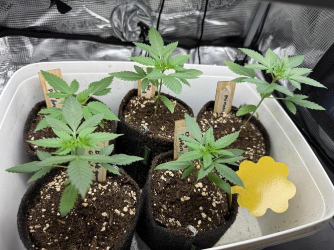 Barneys Farm candy 🍬. Week 4