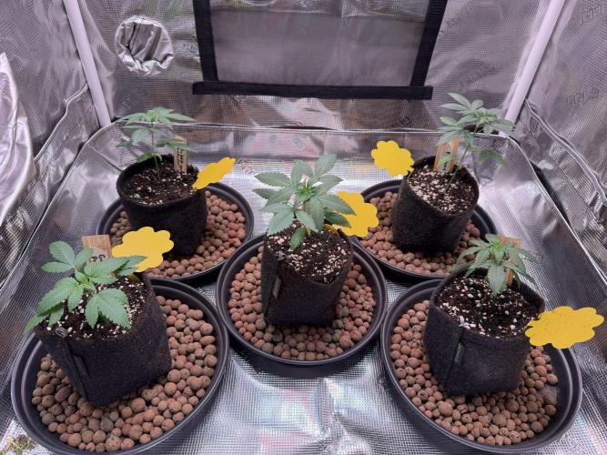 Barneys Farm candy 🍬. Week 4