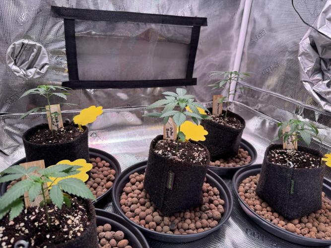 Barneys Farm candy 🍬. Week 4