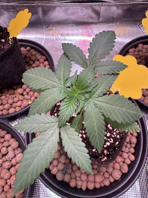 Barneys Farm candy 🍬. Week 4