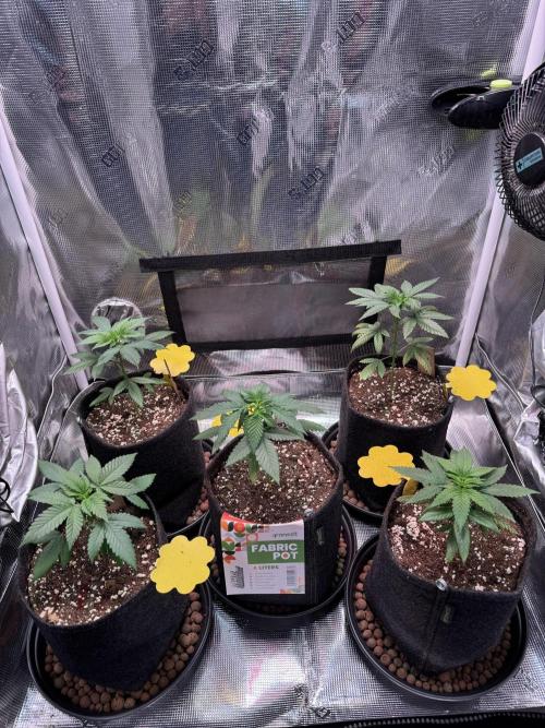 Barneys Farm candy 🍬. Week 5